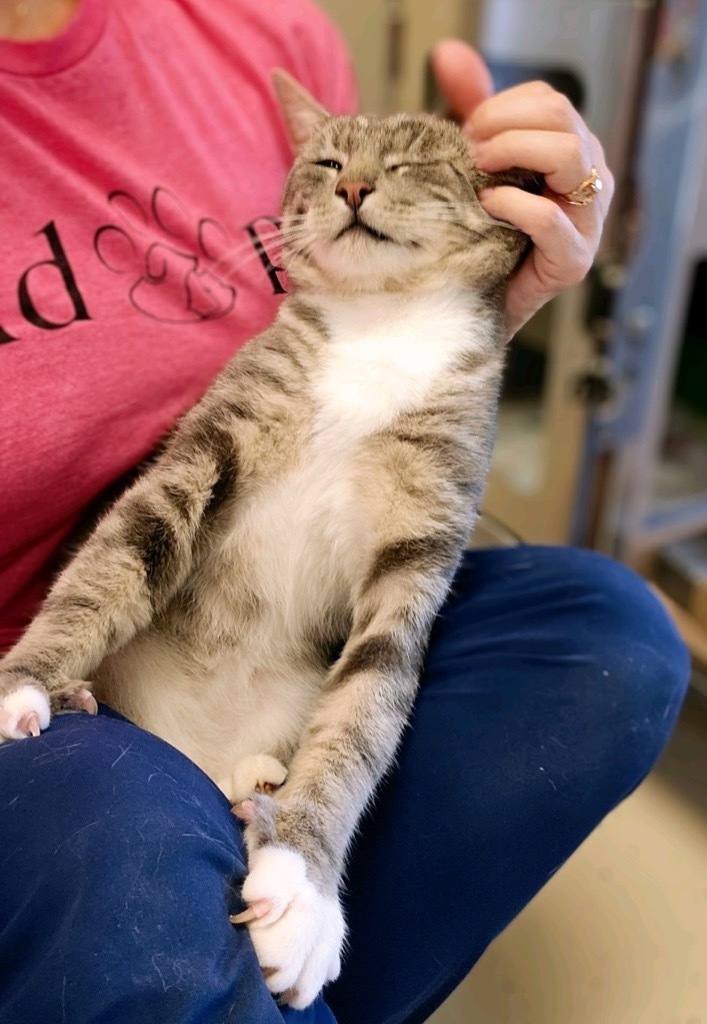 Meow, an adoptable Domestic Short Hair in Blountville, TN_image-6