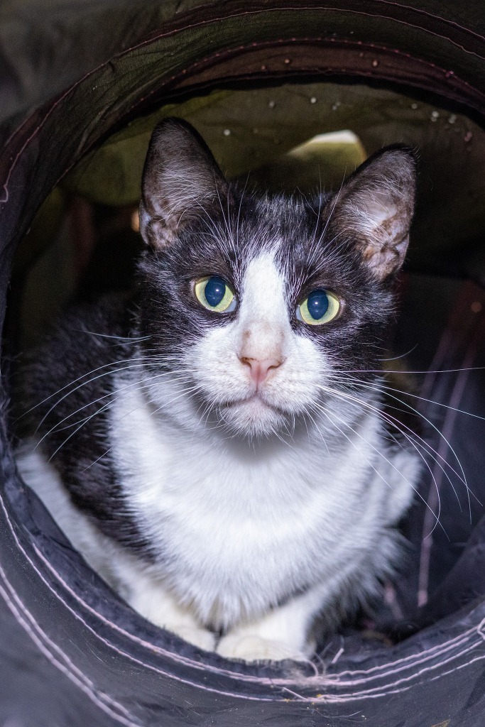 Ino, an adoptable Domestic Short Hair in Brownwood, TX, 76801 | Photo Image 1