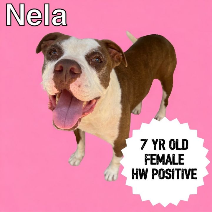 Nela, an adoptable Pit Bull Terrier in Sorrento, LA_image-1