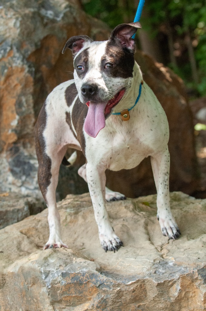 Connie, an adoptable Pit Bull Terrier in Johnson City, TN_image-4
