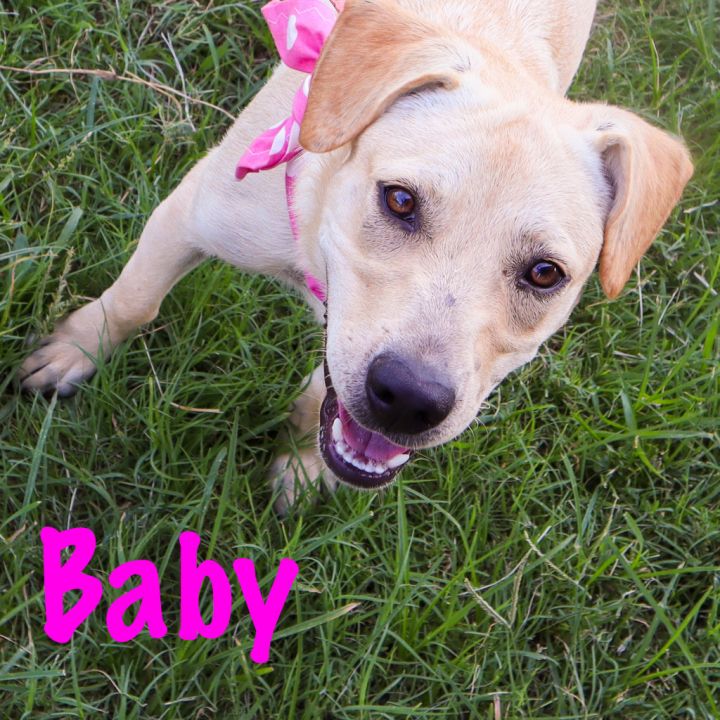Baby, an adoptable Labrador Retriever Mix in Quinlan, TX_image-3