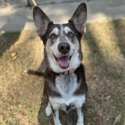 Sally, an adoptable Husky & German Shepherd Dog Mix in Conroe, TX_image-2