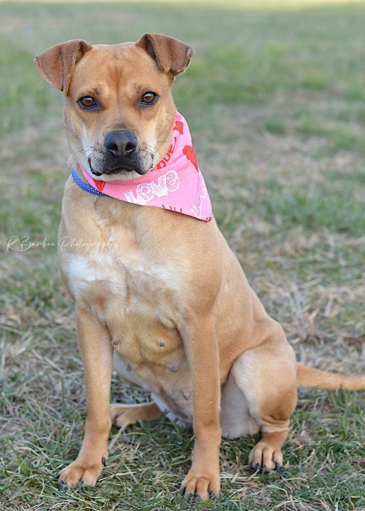 Carol Anne - Adoptable, an adoptable Terrier Mix in Chickamauga , GA_image-1