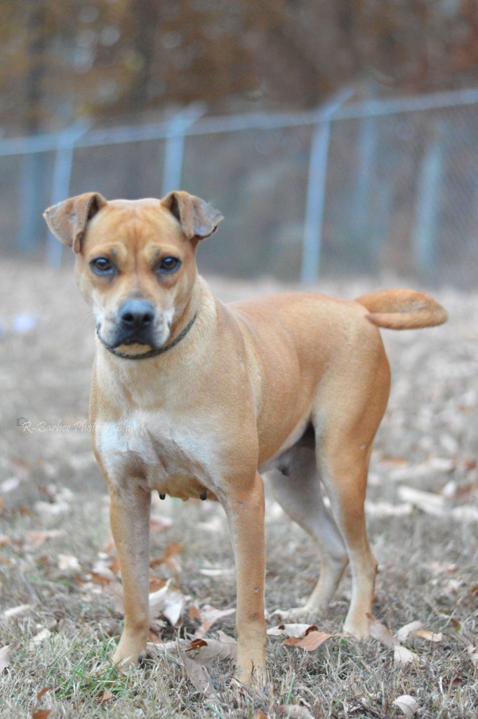 Carol Anne - Adoptable, an adoptable Terrier Mix in Chickamauga , GA_image-5