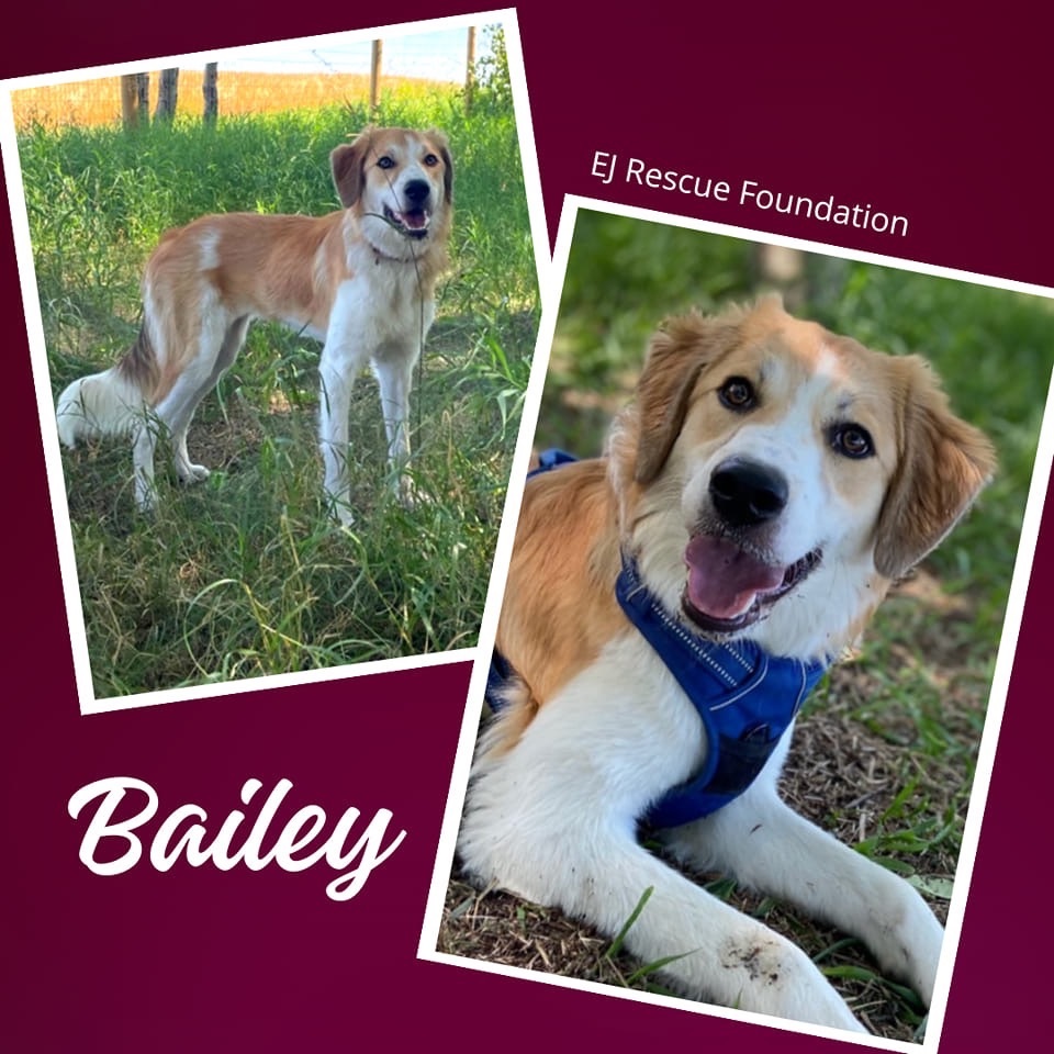 Bailey, an adoptable Collie in Airdrie, AB, T4A 2H6 | Photo Image 1