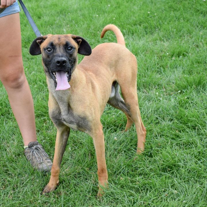 Dog for adoption - Ace, a Boxer & Redbone Coonhound Mix in Huntley, IL |  Petfinder