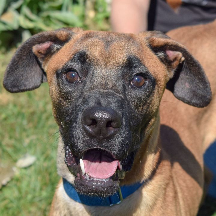Ace, an adoptable Boxer & Redbone Coonhound Mix in Huntley, IL_image-1
