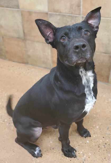 Brudus, an adoptable Labrador Retriever Mix in Fort Worth, TX_image-1