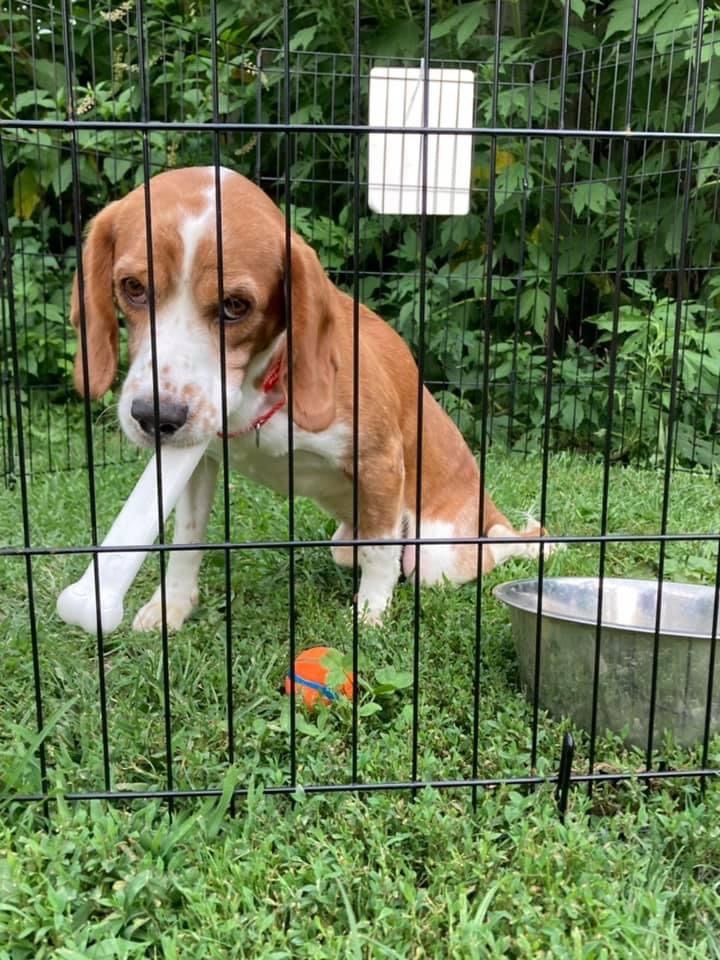 Benito, an adoptable Beagle in Washington, PA_image-2