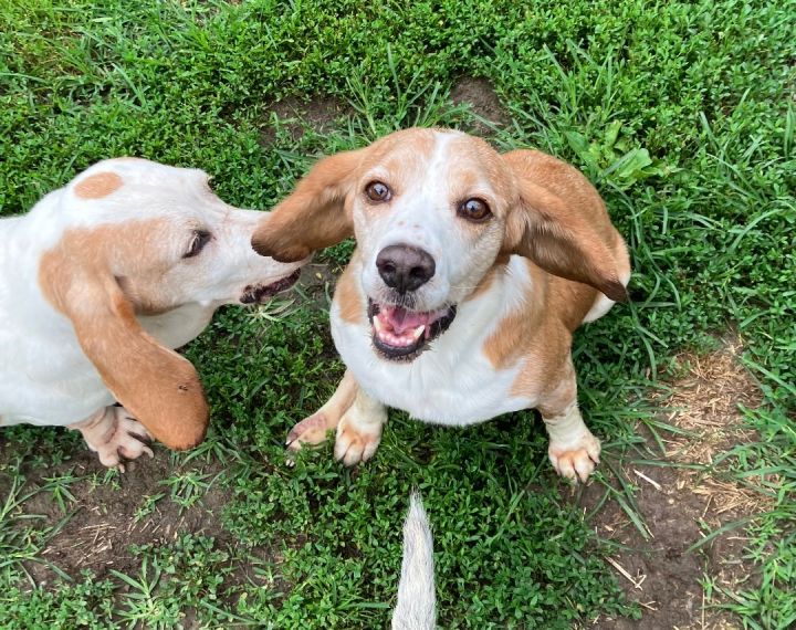 Benito, an adoptable Beagle in Washington, PA_image-5