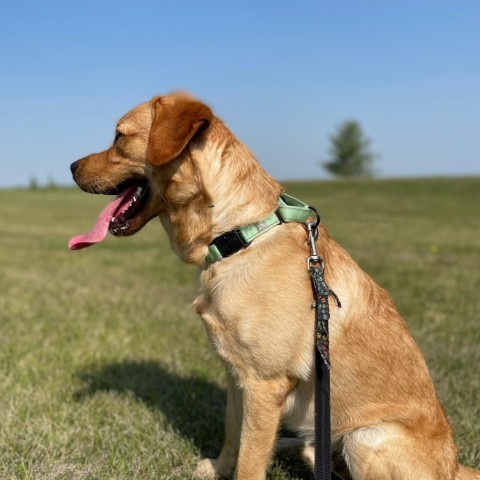 Santi, an adoptable Yellow Labrador Retriever in Crookston, MN_image-2