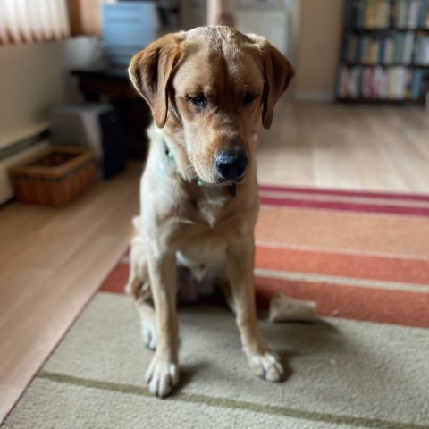 Santi, an adoptable Yellow Labrador Retriever in Crookston, MN_image-5