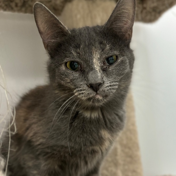 Shania, an adoptable Domestic Short Hair in Richland Center, WI_image-1