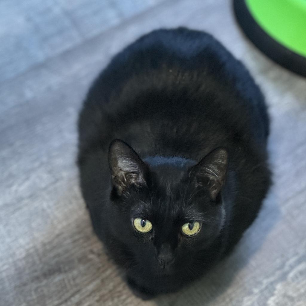 Maeve, an adoptable Domestic Short Hair in Marion, VA, 24354 | Photo Image 2
