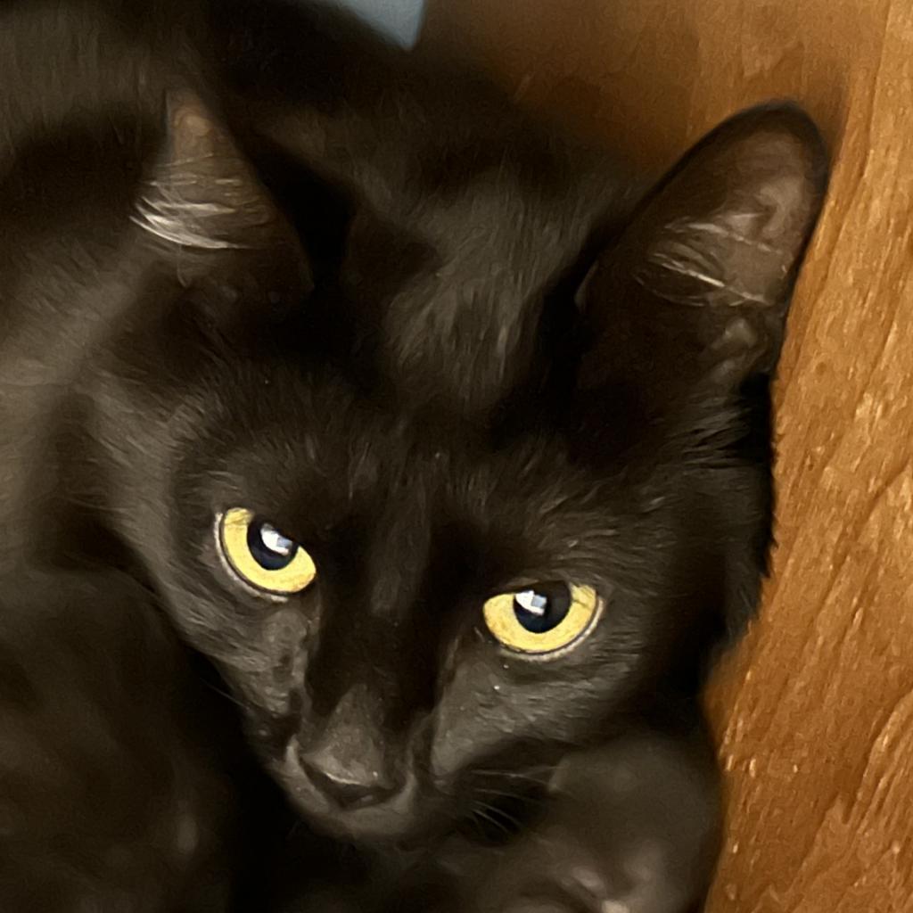 Maeve, an adoptable Domestic Short Hair in Marion, VA, 24354 | Photo Image 3