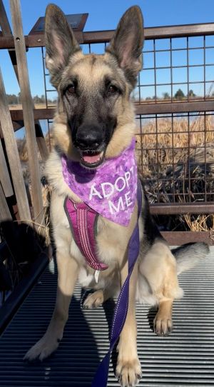 Dogs for Adoption Near Dillon, CO