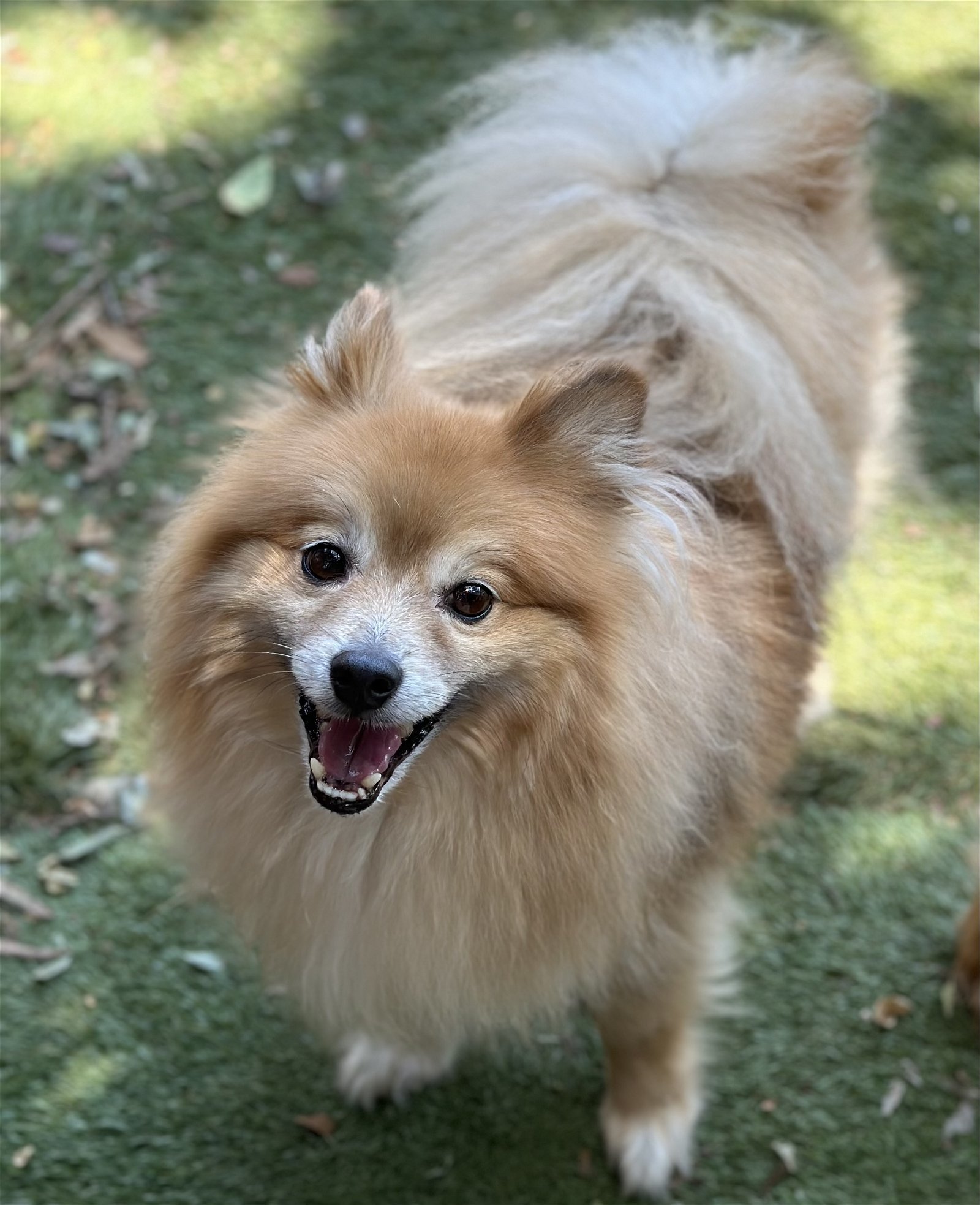 Banjo, an adoptable Pomeranian in Garland, TX, 75040 | Photo Image 1