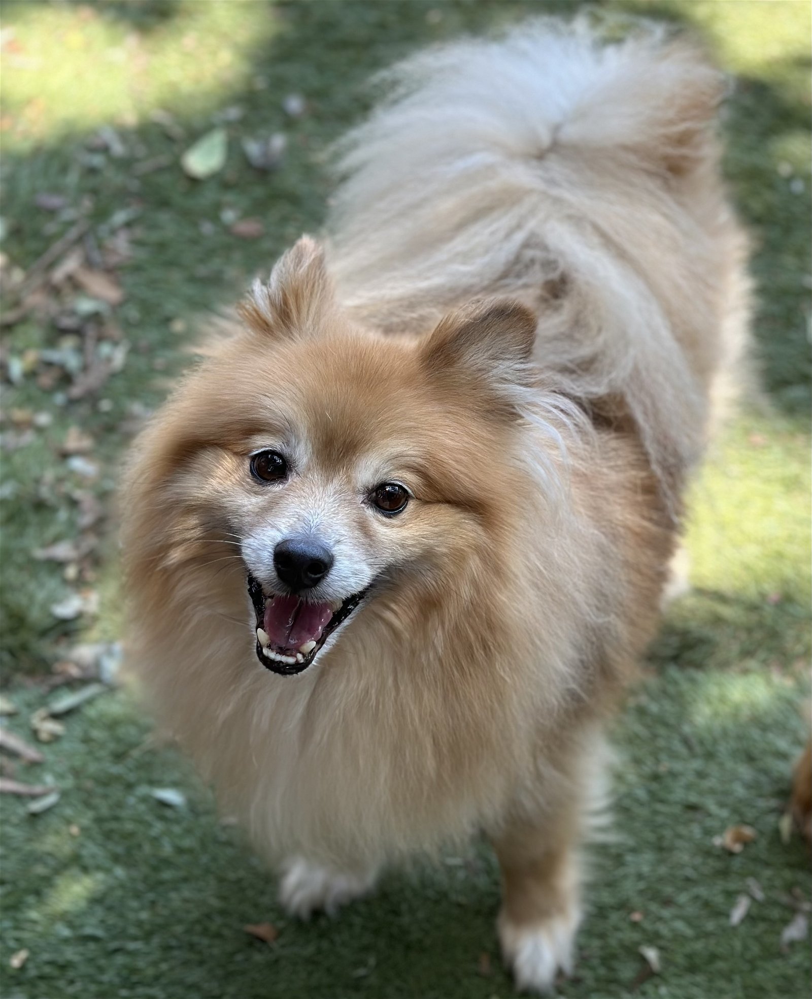 German spitz best sale pomeranian mix