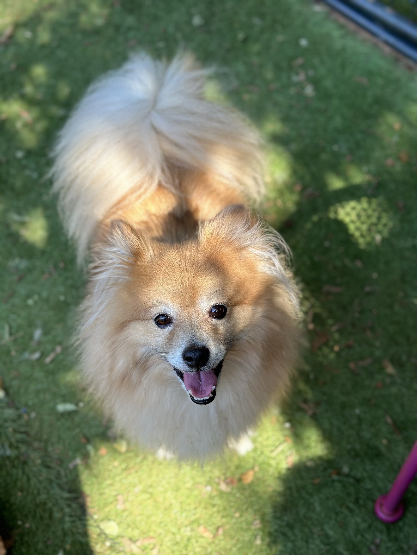 Banjo, an adoptable Pomeranian in Garland, TX, 75040 | Photo Image 2