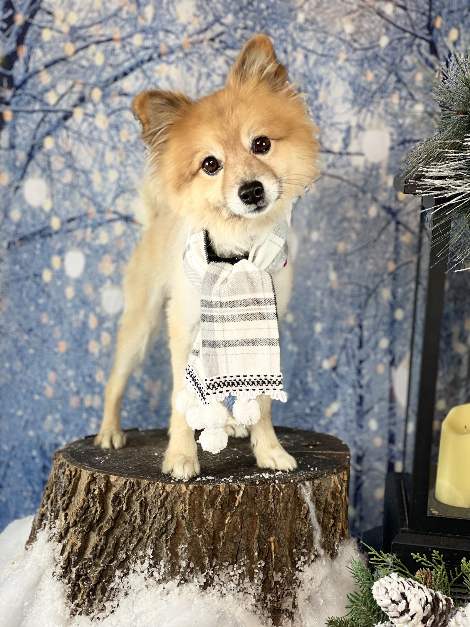 Banjo, an adoptable Pomeranian in Garland, TX, 75040 | Photo Image 3