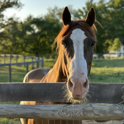 brown and white quarter horse