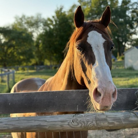 tabasco, an adoptable Quarterhorse in Marshall, VA_image-2