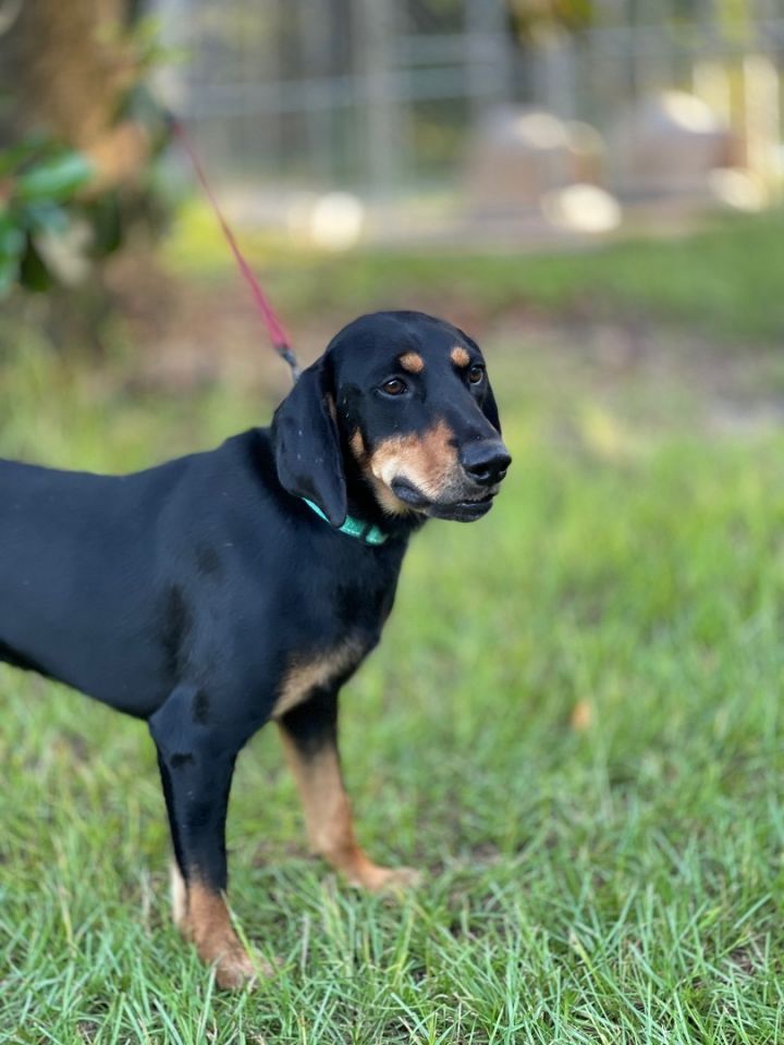 Hobo, an adopted Black and Tan Coonhound Mix in Nahunta, GA_image-1