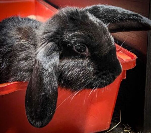 Penelope