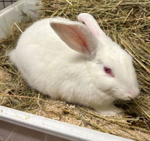 Larry, an adoptable Bunny Rabbit Mix in Oakville, ON_image-2