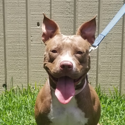 Ruby Suzanne, an adoptable American Bulldog, Mixed Breed in Savannah, GA, 31410 | Photo Image 1