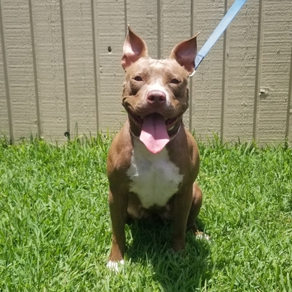 Ruby Suzanne, an adoptable American Bulldog, Mixed Breed in Savannah, GA, 31410 | Photo Image 2