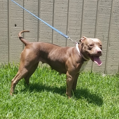 Ruby Suzanne, an adoptable American Bulldog, Mixed Breed in Savannah, GA, 31410 | Photo Image 3