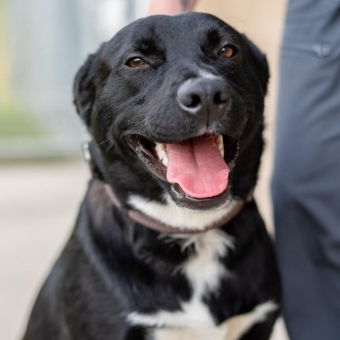 Bandit, an adoptable Mixed Breed in Ponderay, ID, 83852 | Photo Image 1