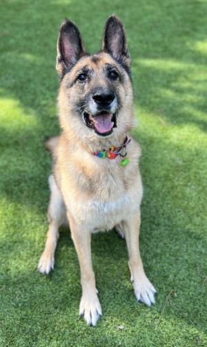 Meet Clyde Ok where are our GSD lovers Clyde is a 7-8 year old purebred German Shepherd looking 