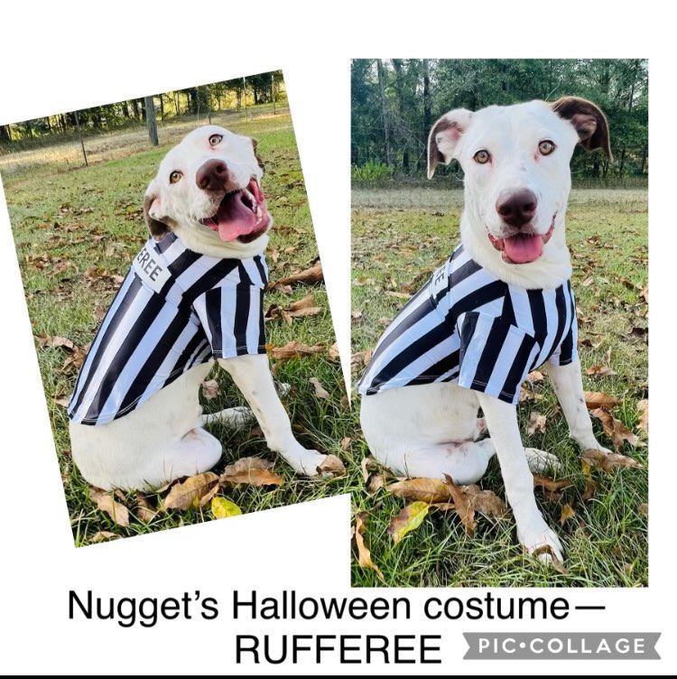 Dog, Rufferee Dog Striped Referee Jersey