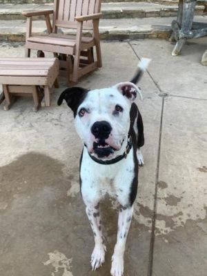 Sofie, Adult Female Pit Bull Terrier