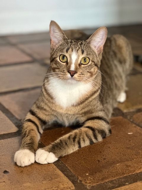 HAPPY and SIR FRANCIS , an adoptable Tabby in Flint, TX_image-3