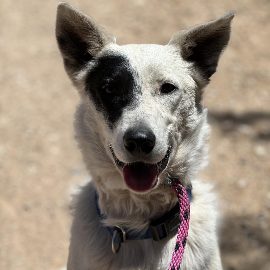 Spots, an adoptable Cattle Dog in Kanab, UT, 84741 | Photo Image 1