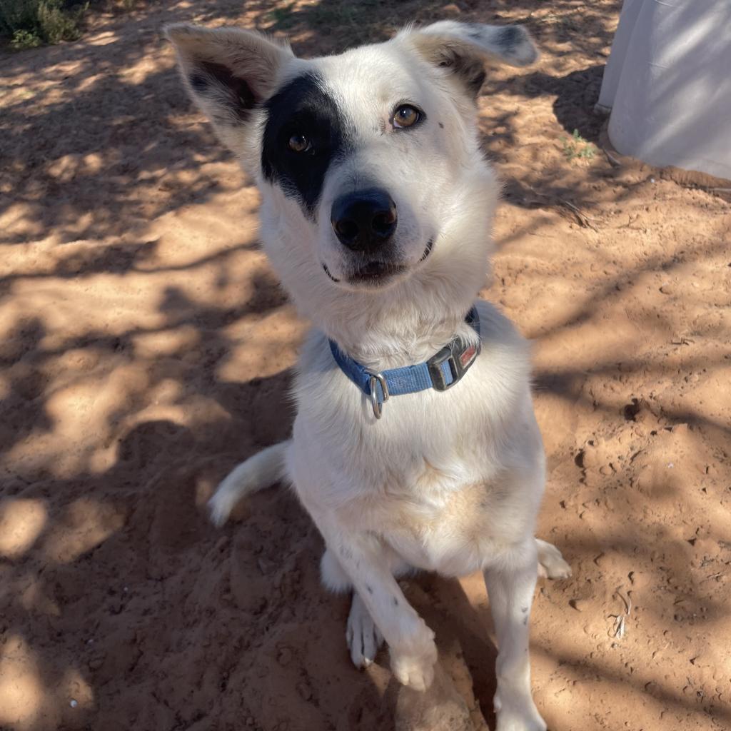 Spots, an adoptable Cattle Dog in Kanab, UT, 84741 | Photo Image 1