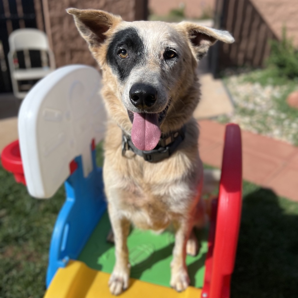Spots, an adoptable Cattle Dog in Kanab, UT, 84741 | Photo Image 1