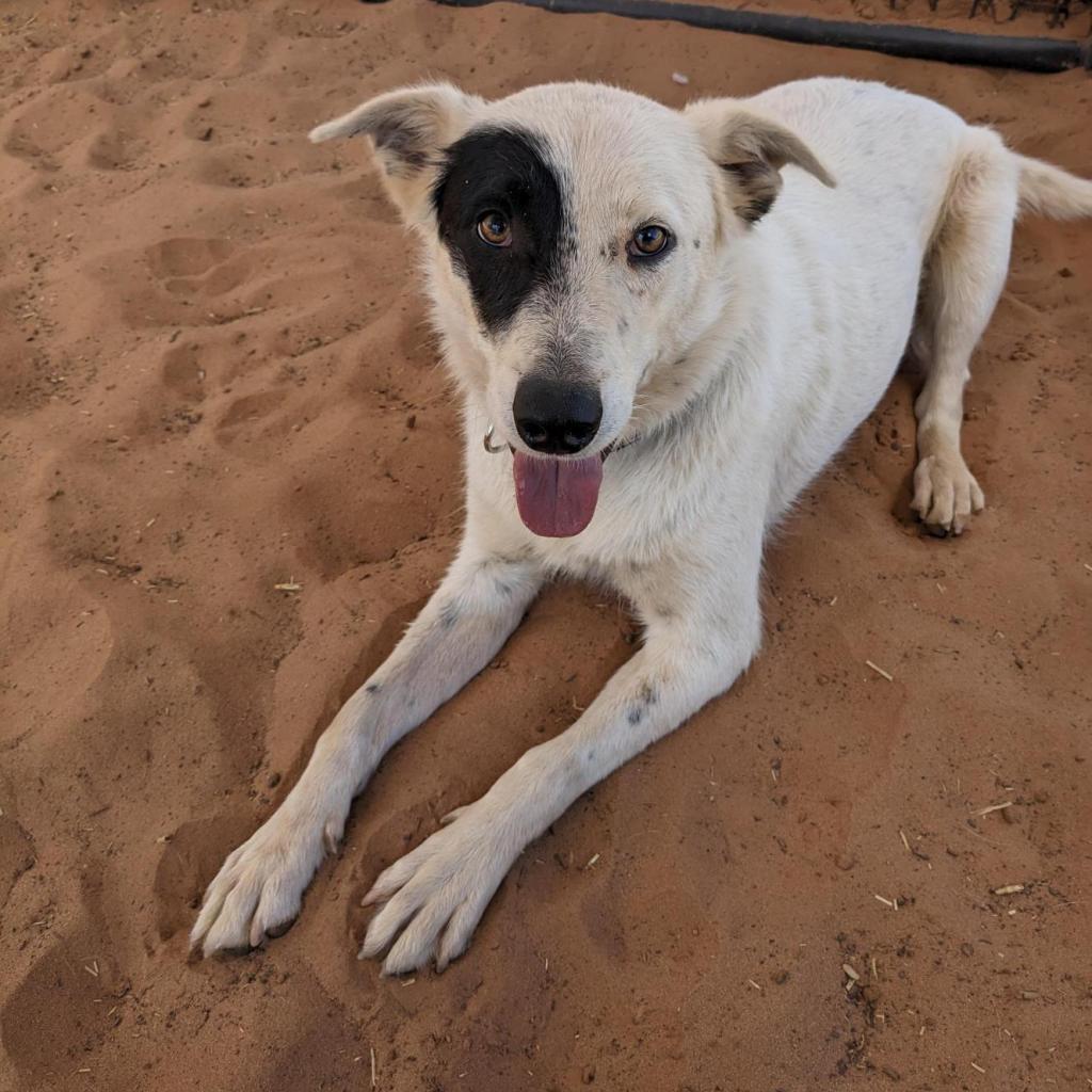 Spots, an adoptable Cattle Dog in Kanab, UT, 84741 | Photo Image 1