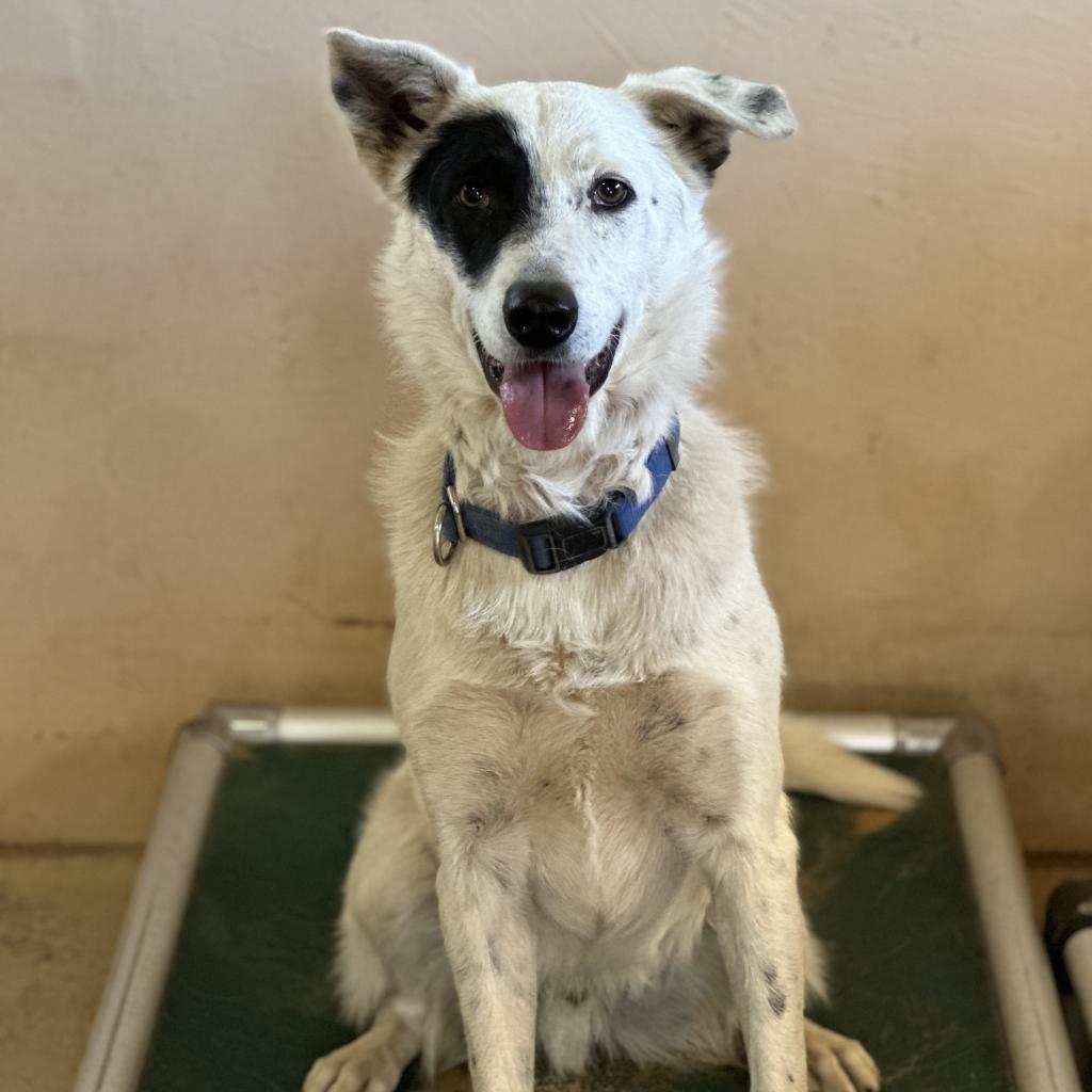 Spots, an adoptable Cattle Dog in Kanab, UT, 84741 | Photo Image 3