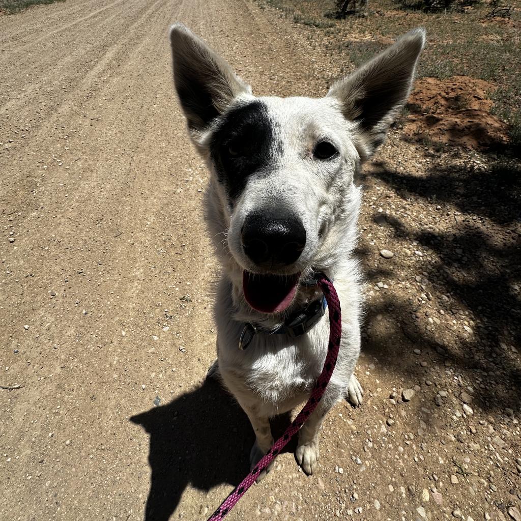 Spots, an adoptable Cattle Dog in Kanab, UT, 84741 | Photo Image 3