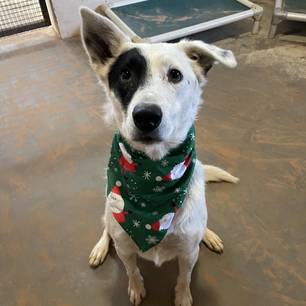 Spots, an adoptable Cattle Dog in Kanab, UT, 84741 | Photo Image 4