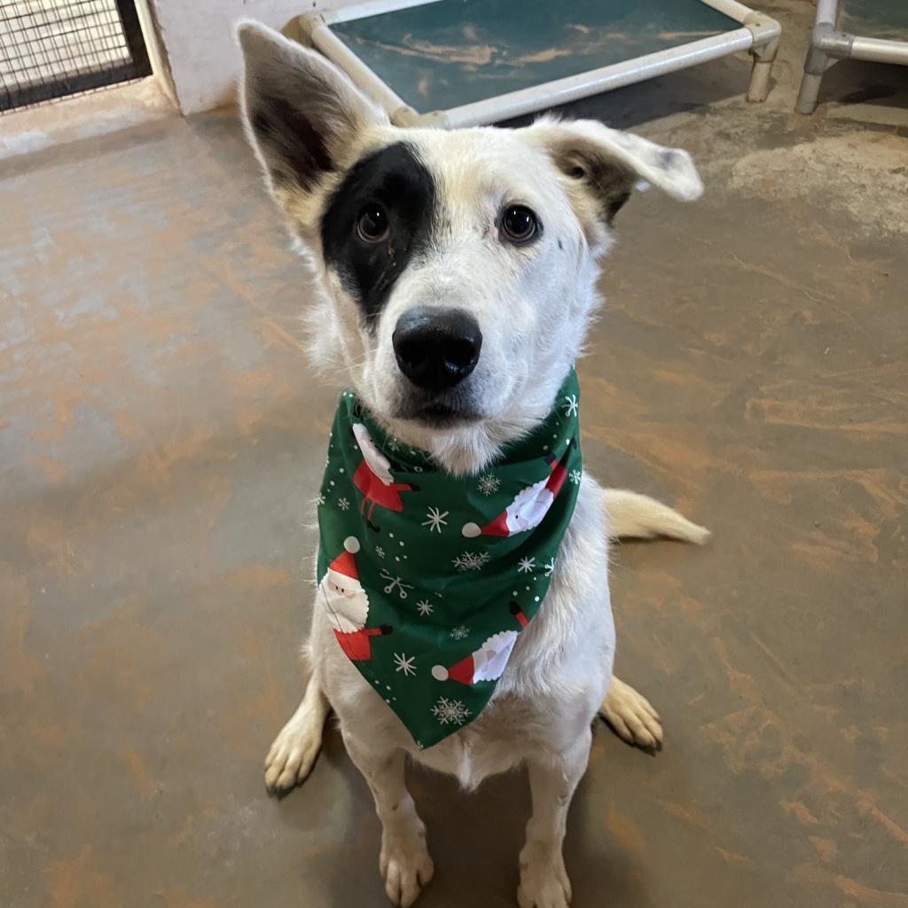 Spots, an adoptable Cattle Dog in Kanab, UT, 84741 | Photo Image 5