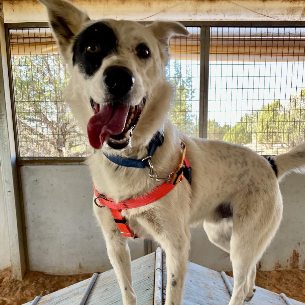 Spots, an adoptable Cattle Dog in Kanab, UT, 84741 | Photo Image 6