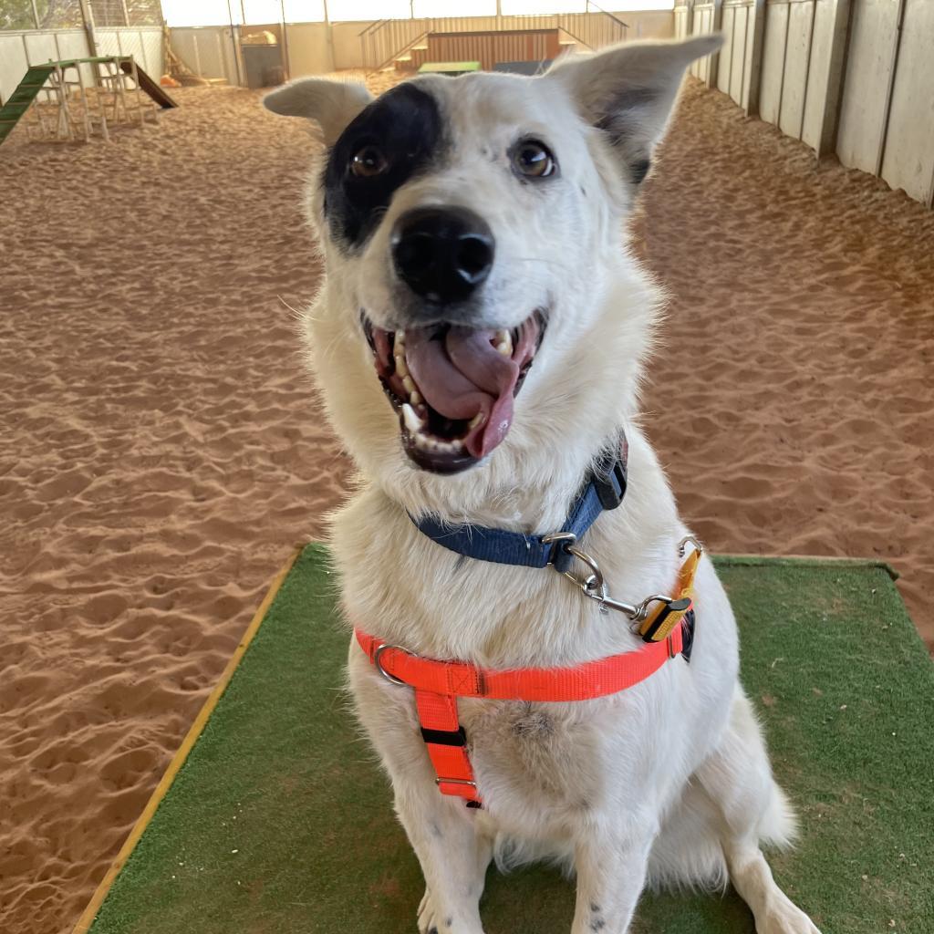 Spots, an adoptable Cattle Dog in Kanab, UT, 84741 | Photo Image 6