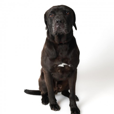 Reggie, an adoptable Black Labrador Retriever in Corpus Christi, TX, 78415 | Photo Image 1