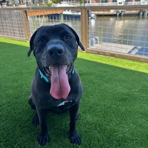 Reggie, an adoptable Black Labrador Retriever in Corpus Christi, TX, 78415 | Photo Image 1