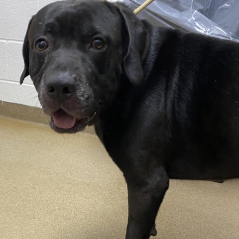 Reggie, an adoptable Black Labrador Retriever in Corpus Christi, TX, 78415 | Photo Image 2
